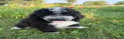 Bernedoodle dogs for sale: Birdie - Ad 5