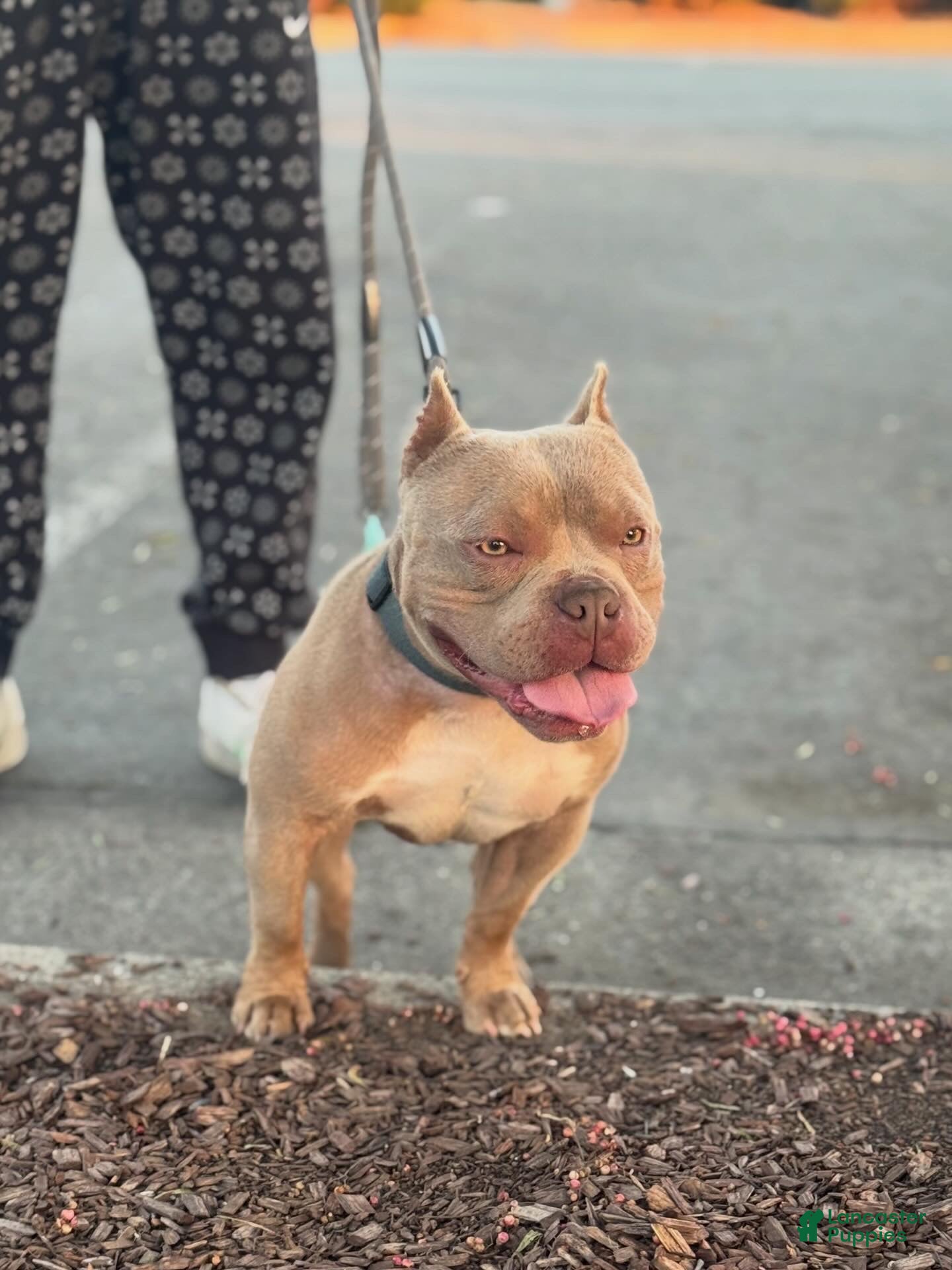 American Bully dogs Lilac American Bully Pocket sized - Ad 1