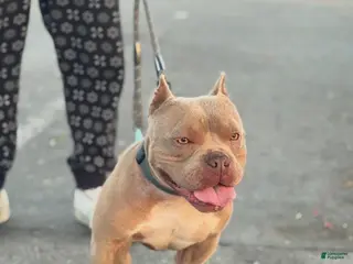 American Bully dogs Lilac American Bully Pocket sized - Ad 1