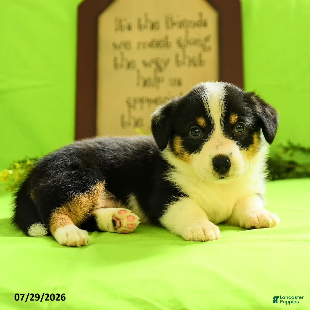 Welsh Corgi Pembroke dogs for sale: Brittney - Ad 2
