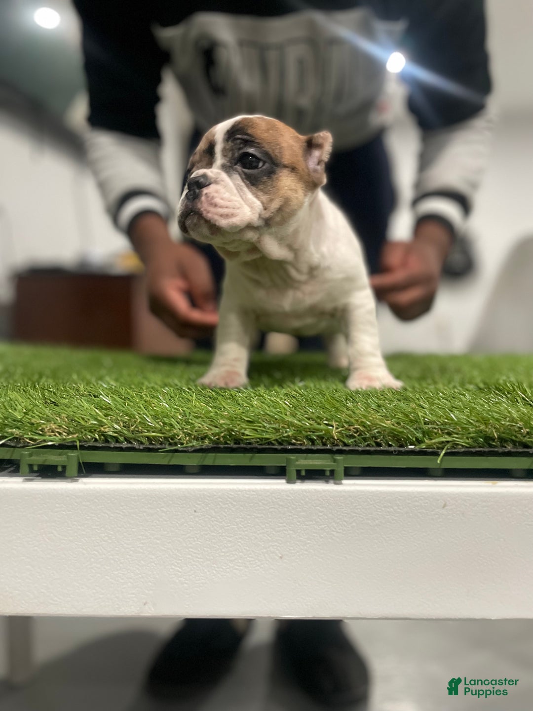 American Bully dogs for sale: Queen  - Ad 2