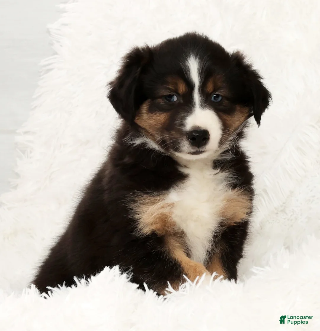 Australian Shepherd dogs for sale: Bo - Ad 7