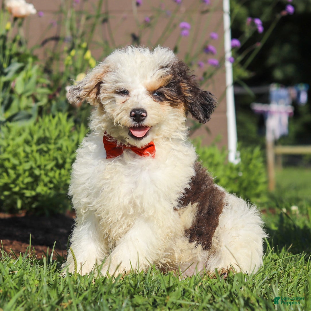 Miniature Poodle dogs Alex - Ad 1