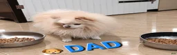 Pomeranian dogs for sale: BEARFACE ALVIN - Ad 5