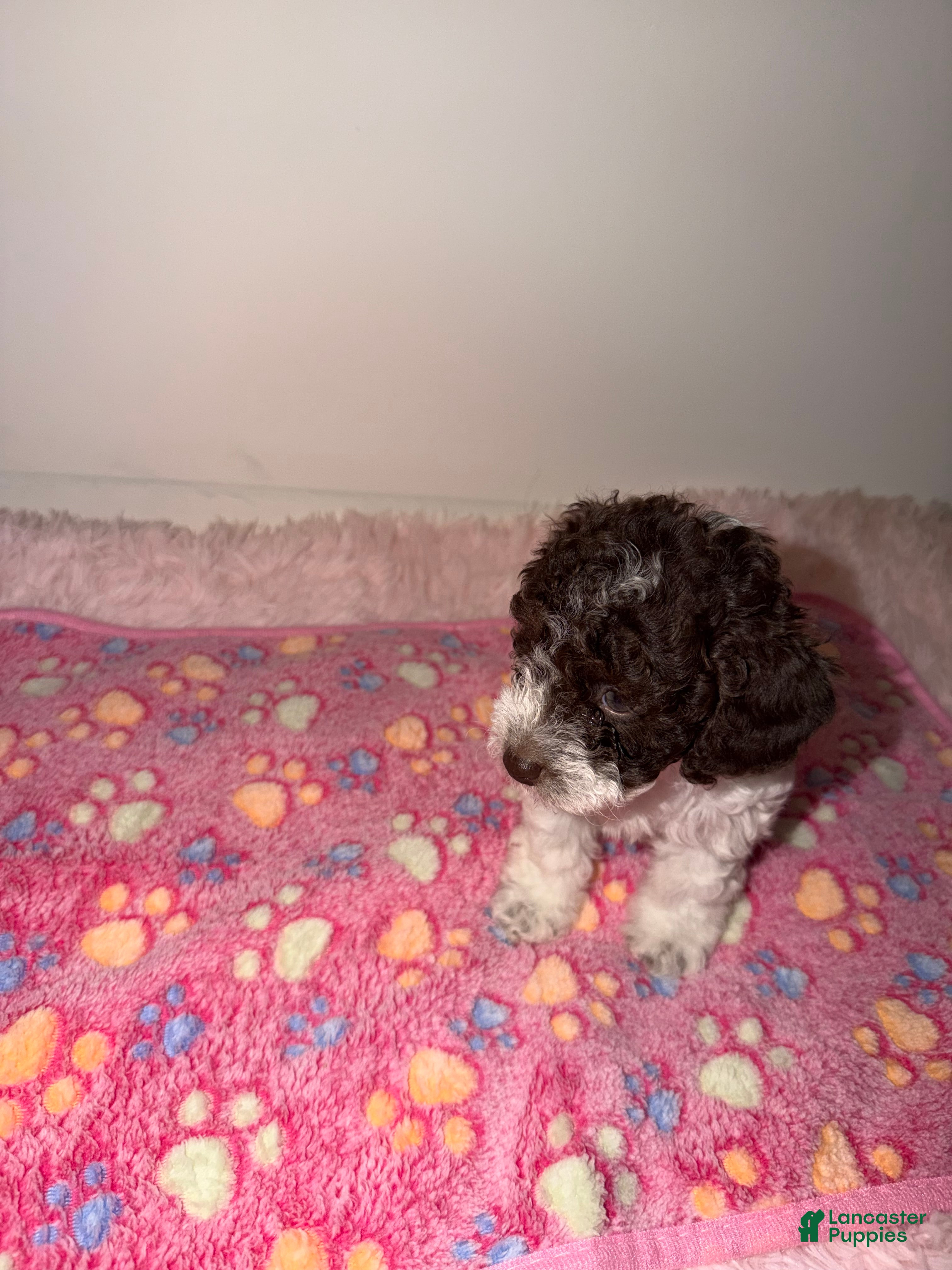Miniature Poodle dogs Clover - Ad 37