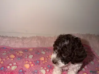 Miniature Poodle dogs Clover - Ad 37