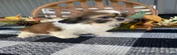 Shih Tzu dogs for sale: Sadie - Ad 12