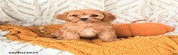 Cavapoo dogs for sale: Daisy - Ad 6