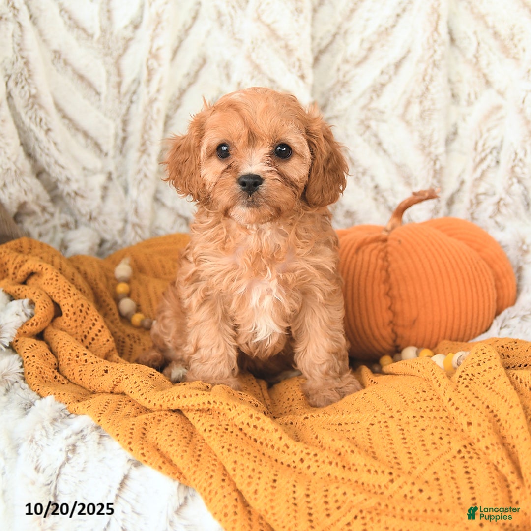 Cavapoo dogs for sale: Daisy - Ad 6