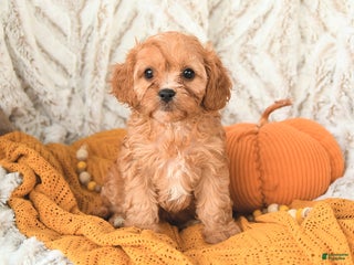 Cavapoo dogs - Ad 36