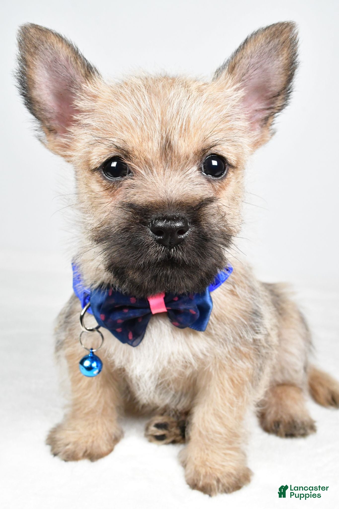 Cairn Terrier dogs Chase - Ad 1