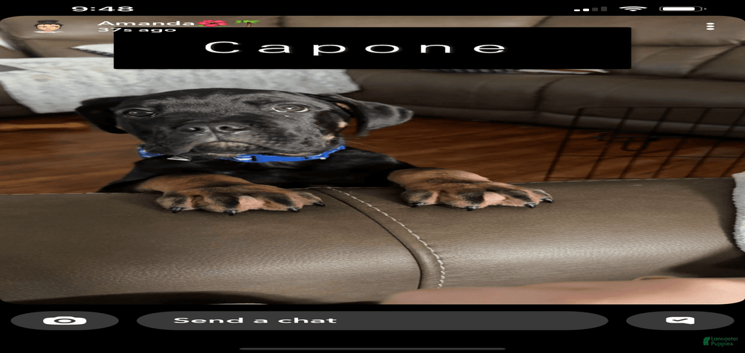 Gallery Image {{count}}