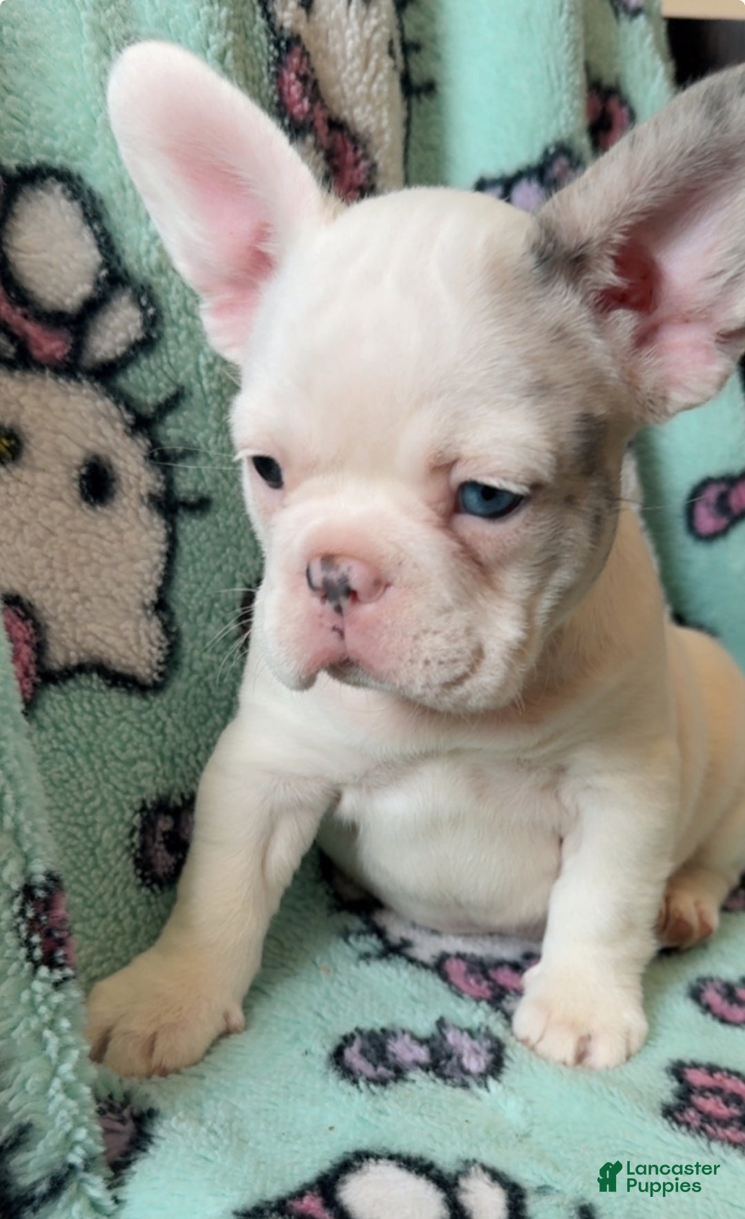 French Bulldog dogs for sale: pink - Ad 4
