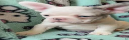 French Bulldog dogs for sale: pink - Ad 4