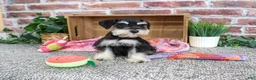Miniature Schnauzer dogs for sale: Janelle - Ad 2