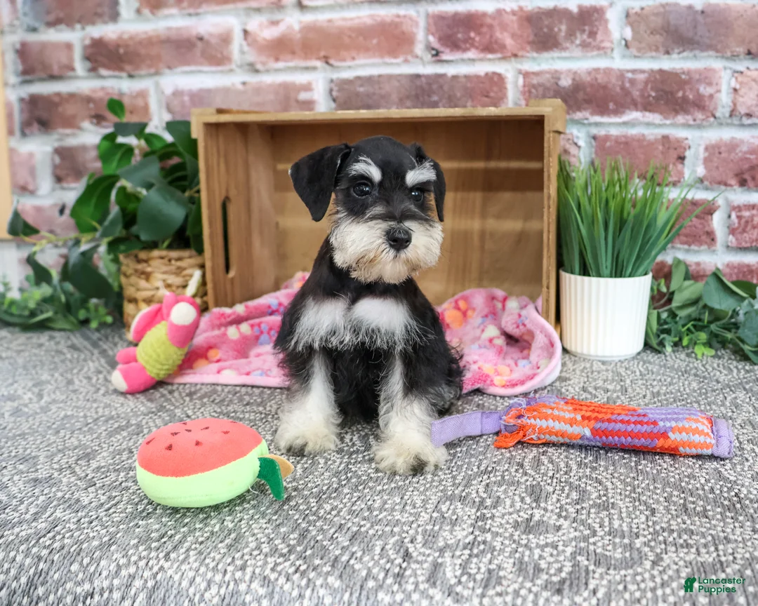 Miniature Schnauzer dogs for sale: Janelle - Ad 2