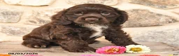 Cocker Spaniel dogs for sale: Dallas - Ad 3