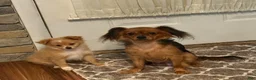 Mixed Breed dogs for sale: Teddy Tito - Ad 6