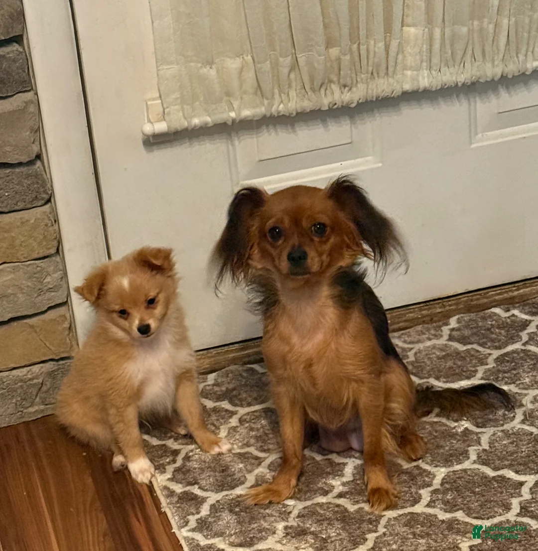 Mixed Breed dogs for sale: Teddy Tito - Ad 6