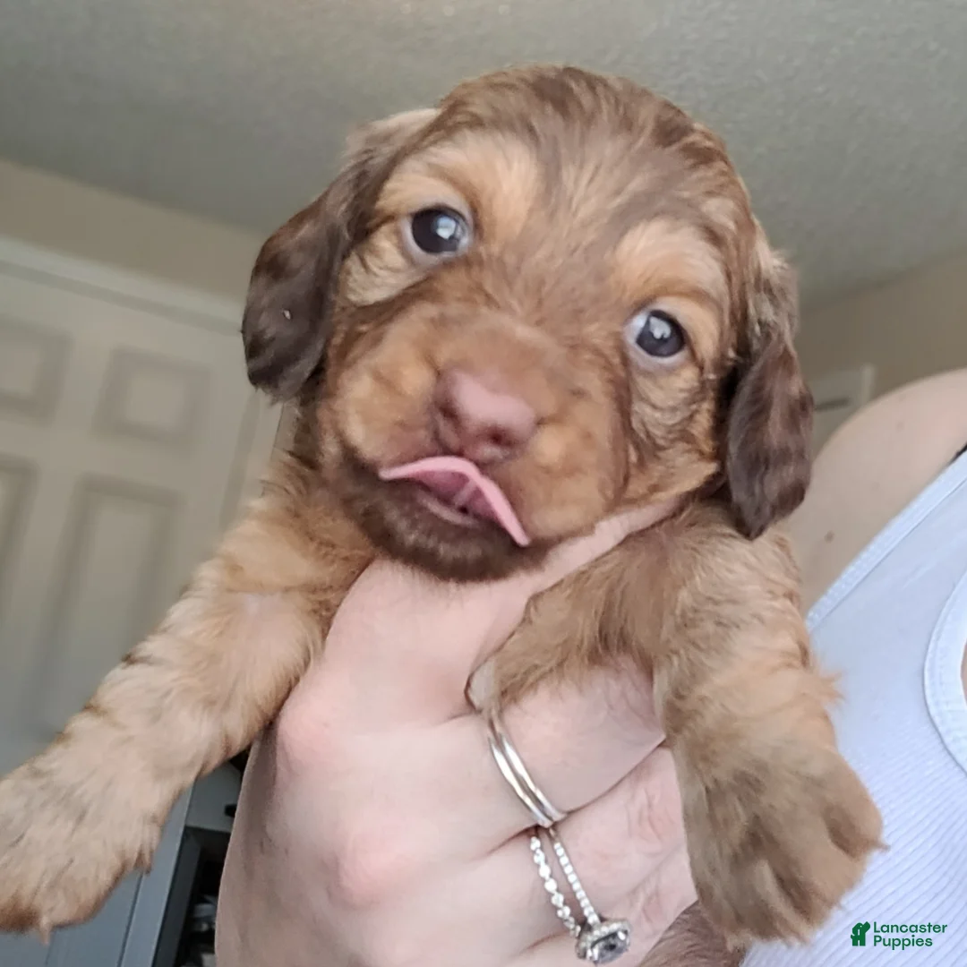 Miniature Dachshund dogs for sale: Stevie - Ad 2