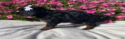 Mini Bernedoodle dogs for sale: Reba - Ad 5