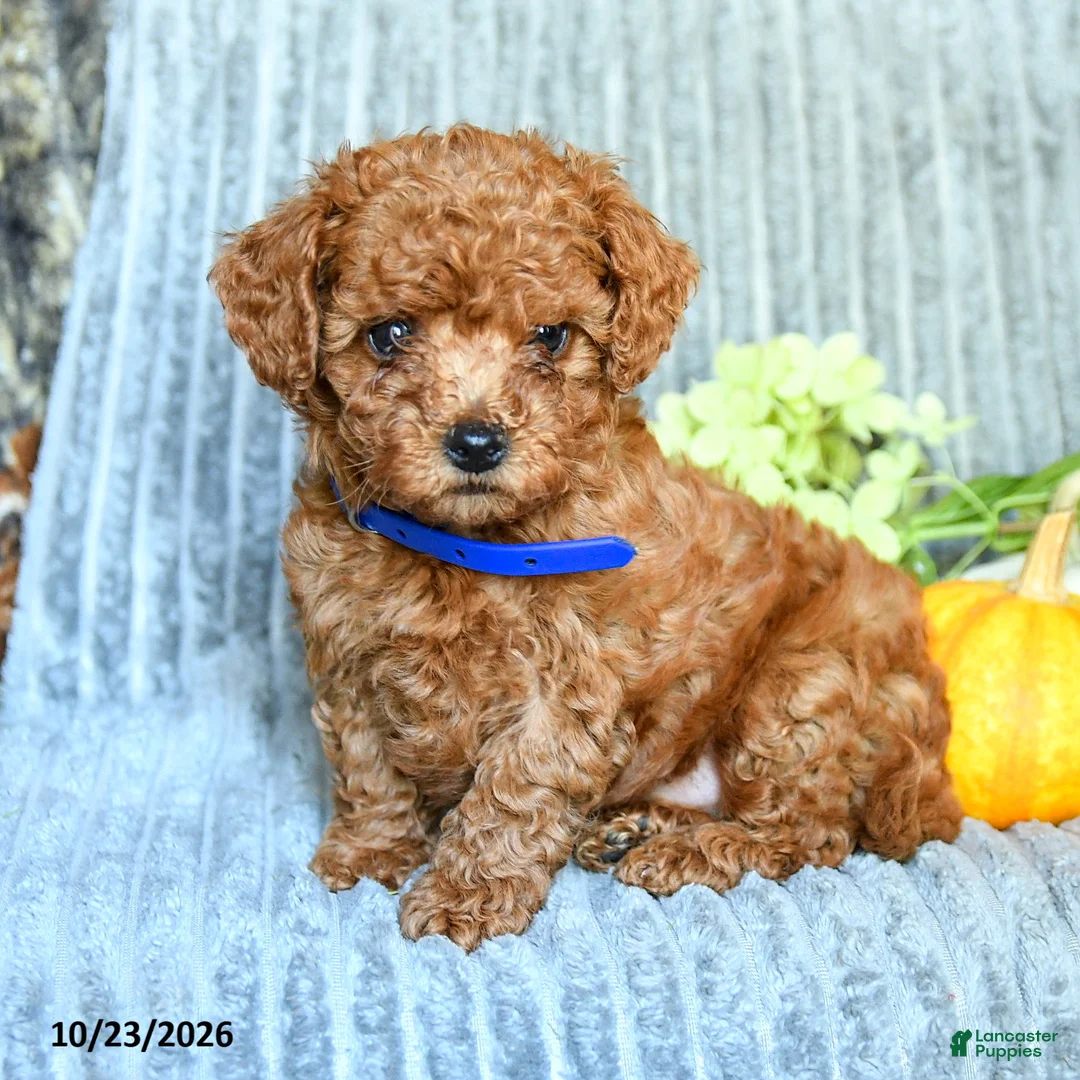 Maltipoo dogs for sale: Jasper - Ad 1