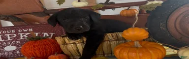 Labrador Retriever 1