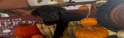 Labrador Retriever dogs for sale: Labrador Retriever 1 - Ad 1