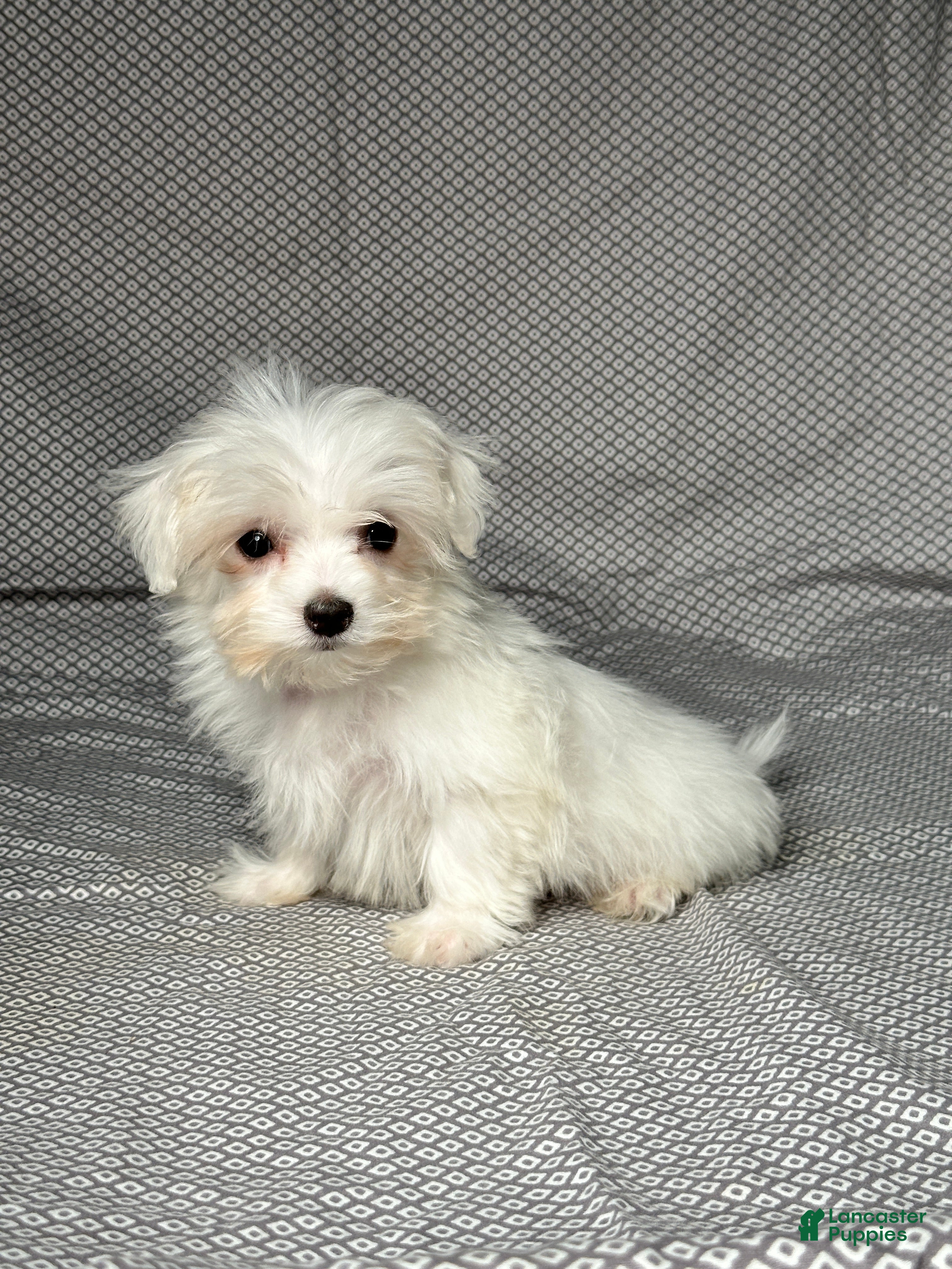 Maltese Puppies for sale under $500 Lancaster Puppies