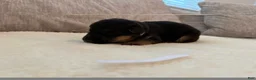 German Shepherd dogs for sale: White Girl - Ad 7