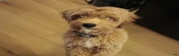 Cavapoo dogs for sale: Cavapoo 1 - Ad 2