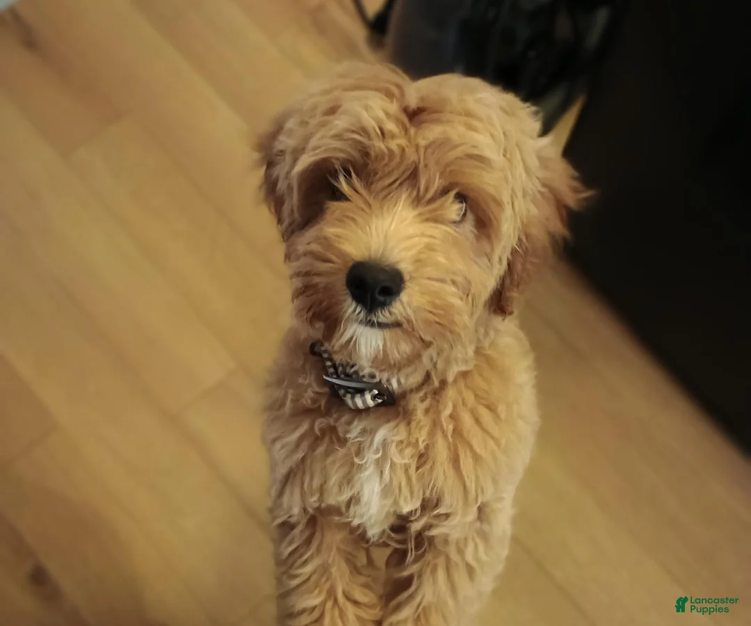 Cavapoo dogs for sale: Cavapoo 1 - Ad 2
