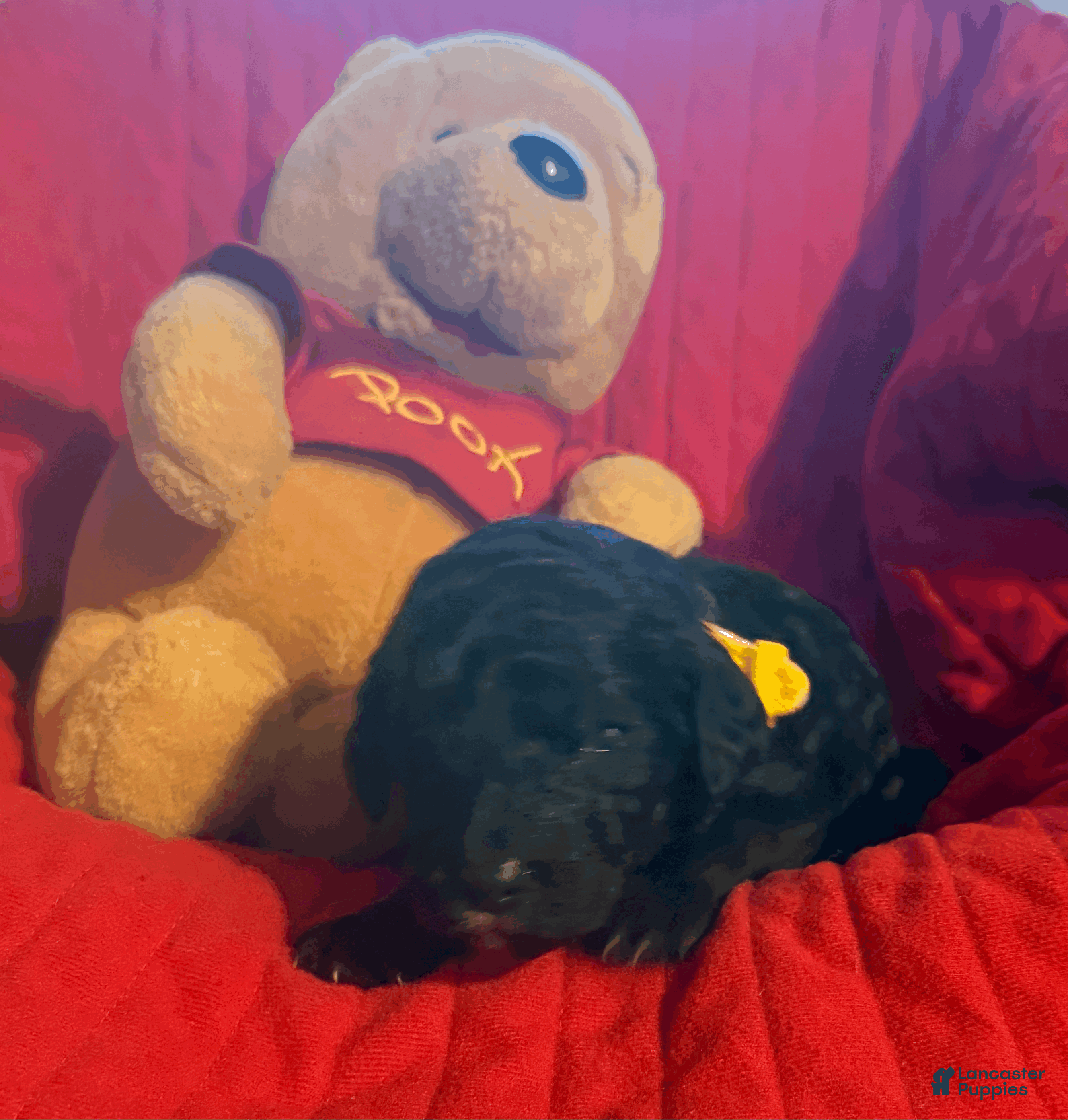 Goldendoodle dogs Yellow - Ad 31