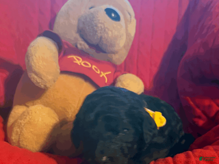 Goldendoodle dogs Yellow - Ad 26