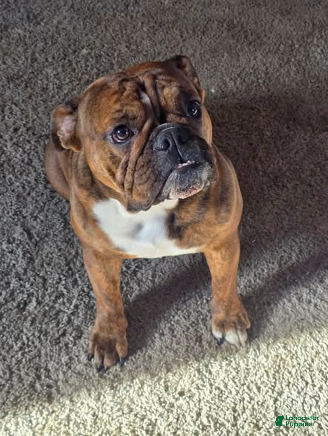 Mixed Breed dogs for sale: Bruno - Ad 2