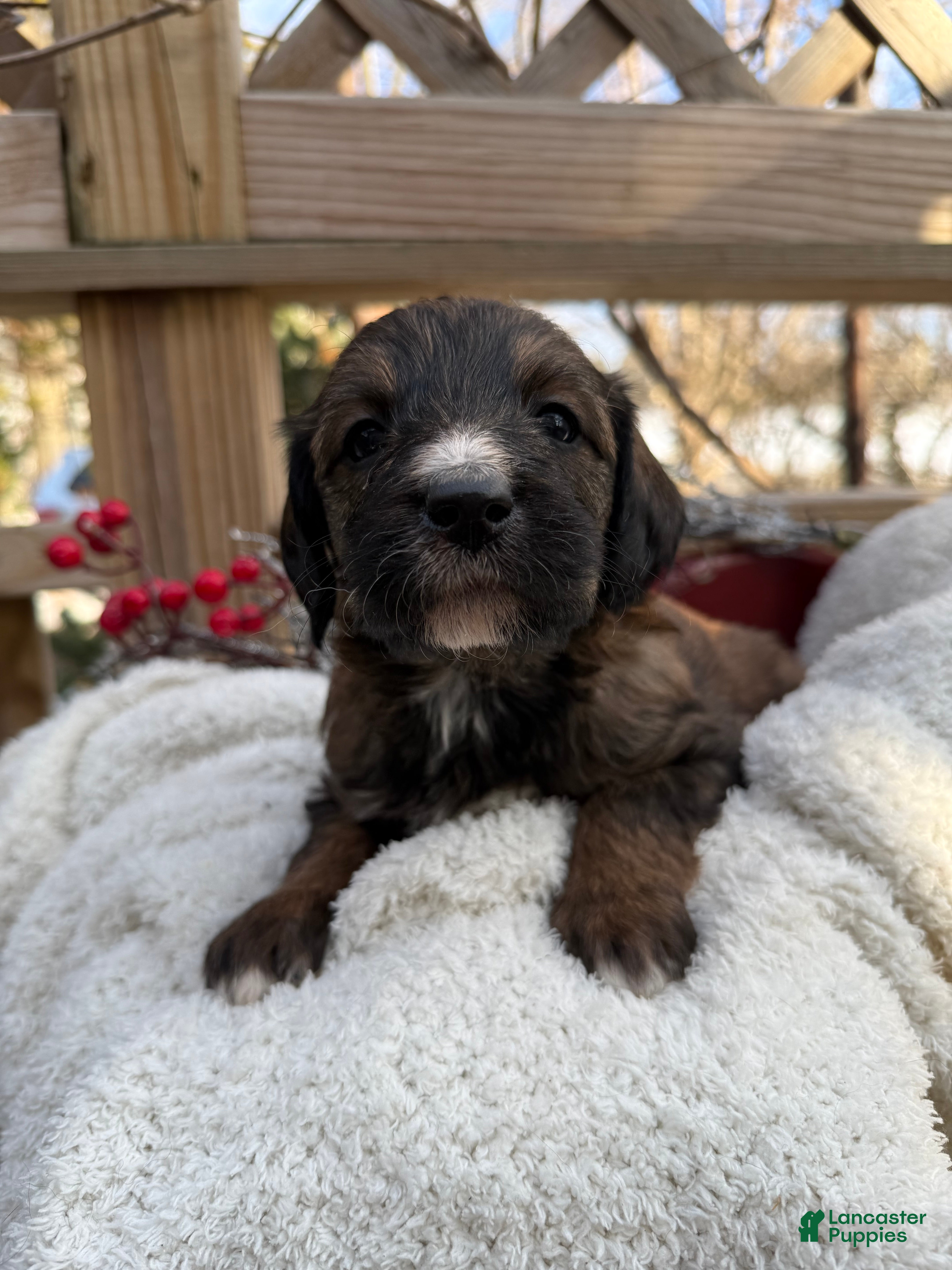 Mixed Breed dogs Sofie - Ad 2