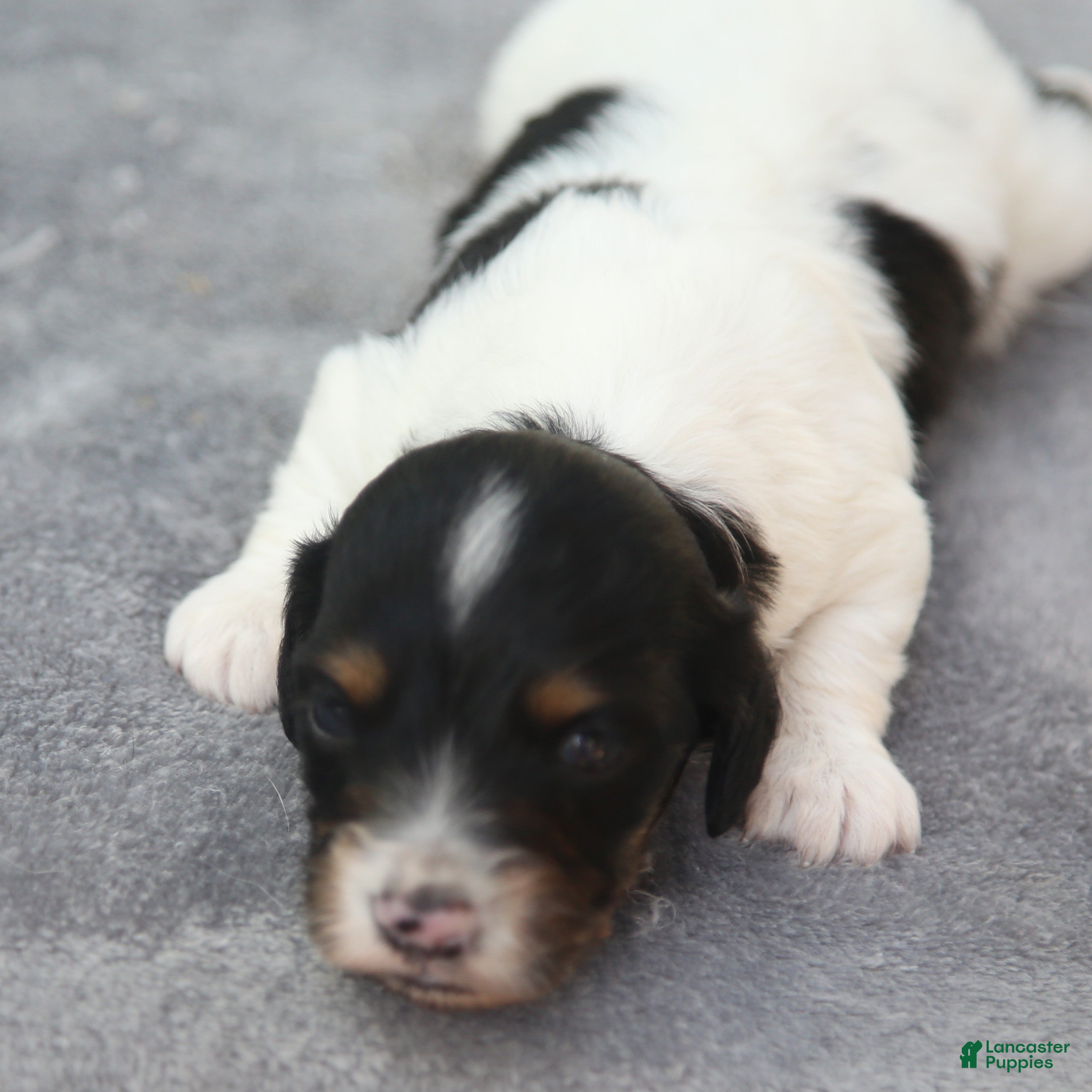 Dachshund dogs Black and Tan Piebald Male - Ad 1