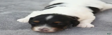 Black and Tan Piebald Male