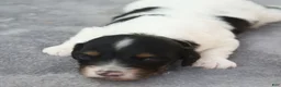 Dachshund dogs for sale: Black and Tan Piebald Male - Ad 1