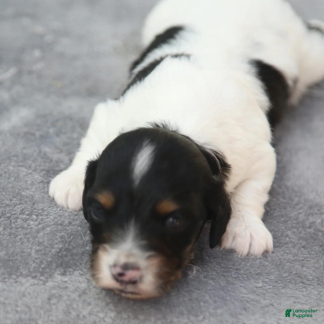 Dachshund dogs for sale: Black and Tan Piebald Male - Ad 1