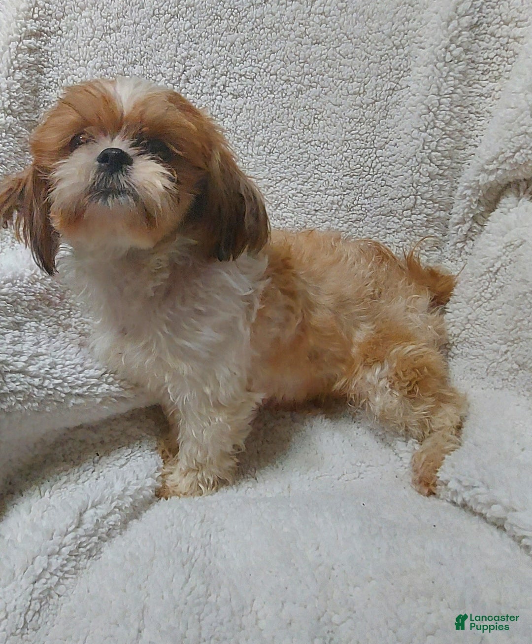 Shih Tzu dogs for sale: Harrison - Ad 7