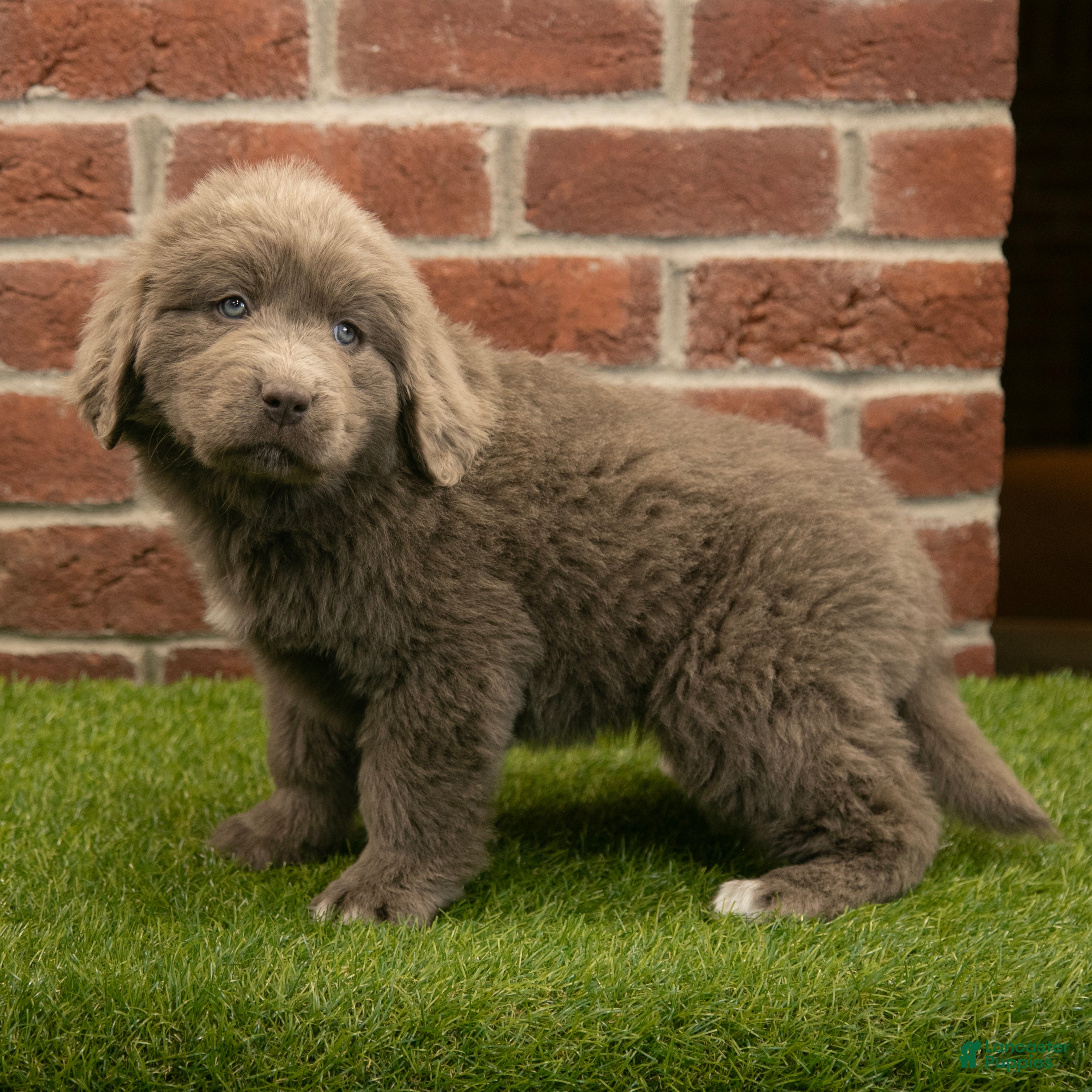 Newfoundland dogs Jasmine - Ad 2