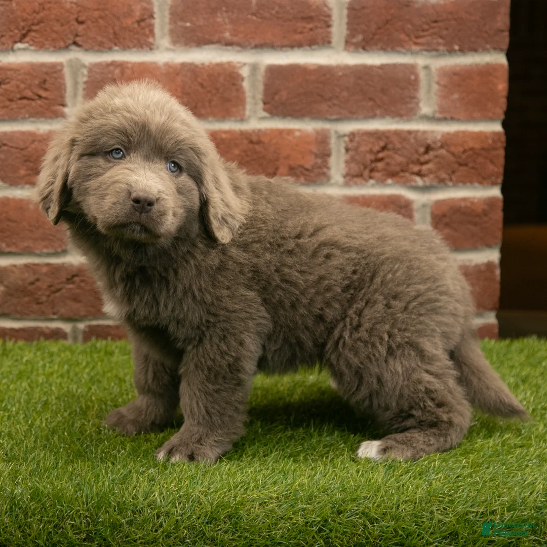 Newfoundland dogs for sale: Jasmine - Ad 2