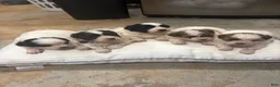 Mixed Breed dogs for sale: King - Ad 7