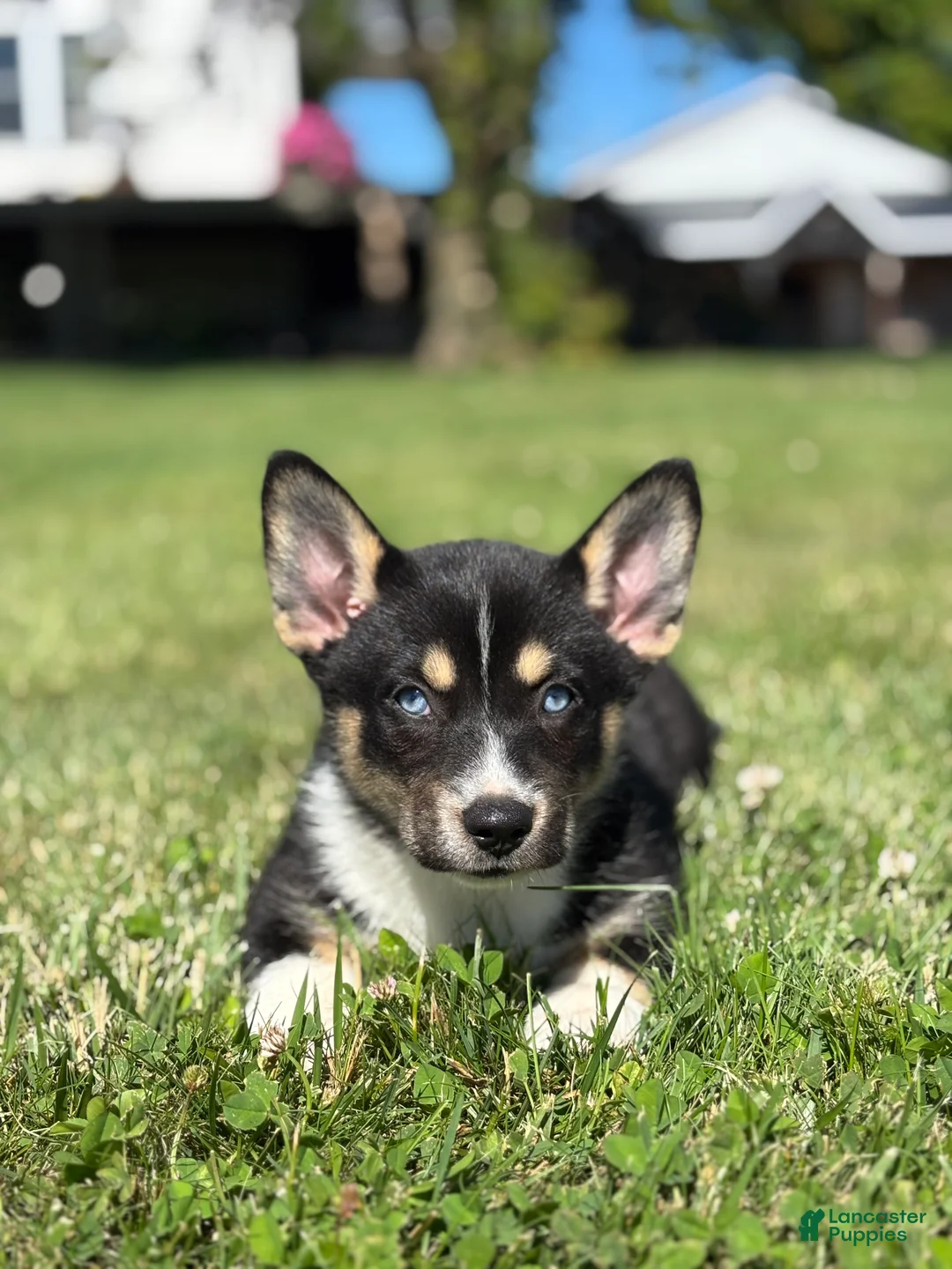 Mixed Breed dogs for sale: River - Ad 3