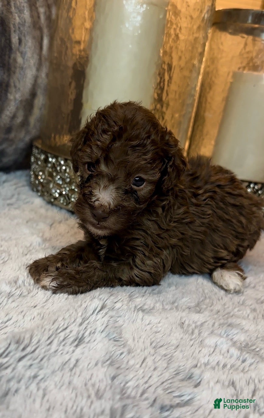 Toy Poodle dogs for sale: Toy Poodle 2 - Ad 1