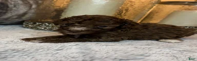 Toy Poodle 2