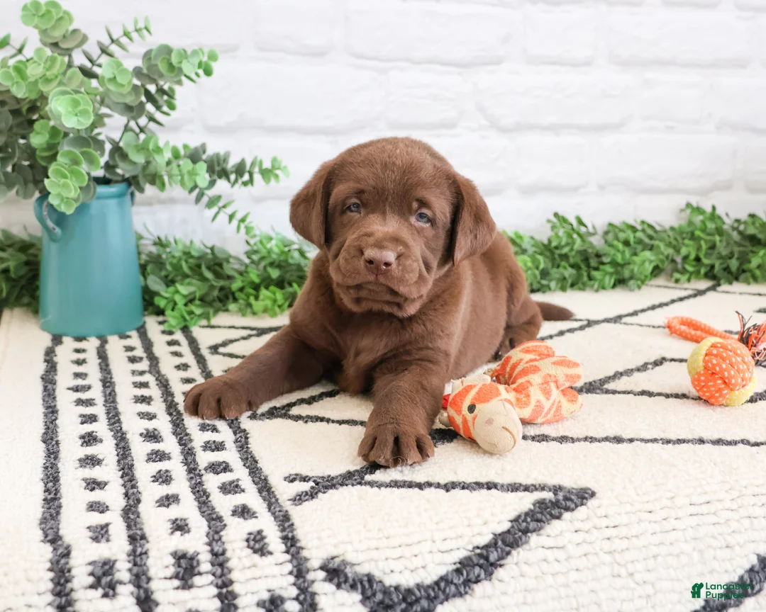Labrador Retriever dogs for sale: Pumbaa  - Ad 2