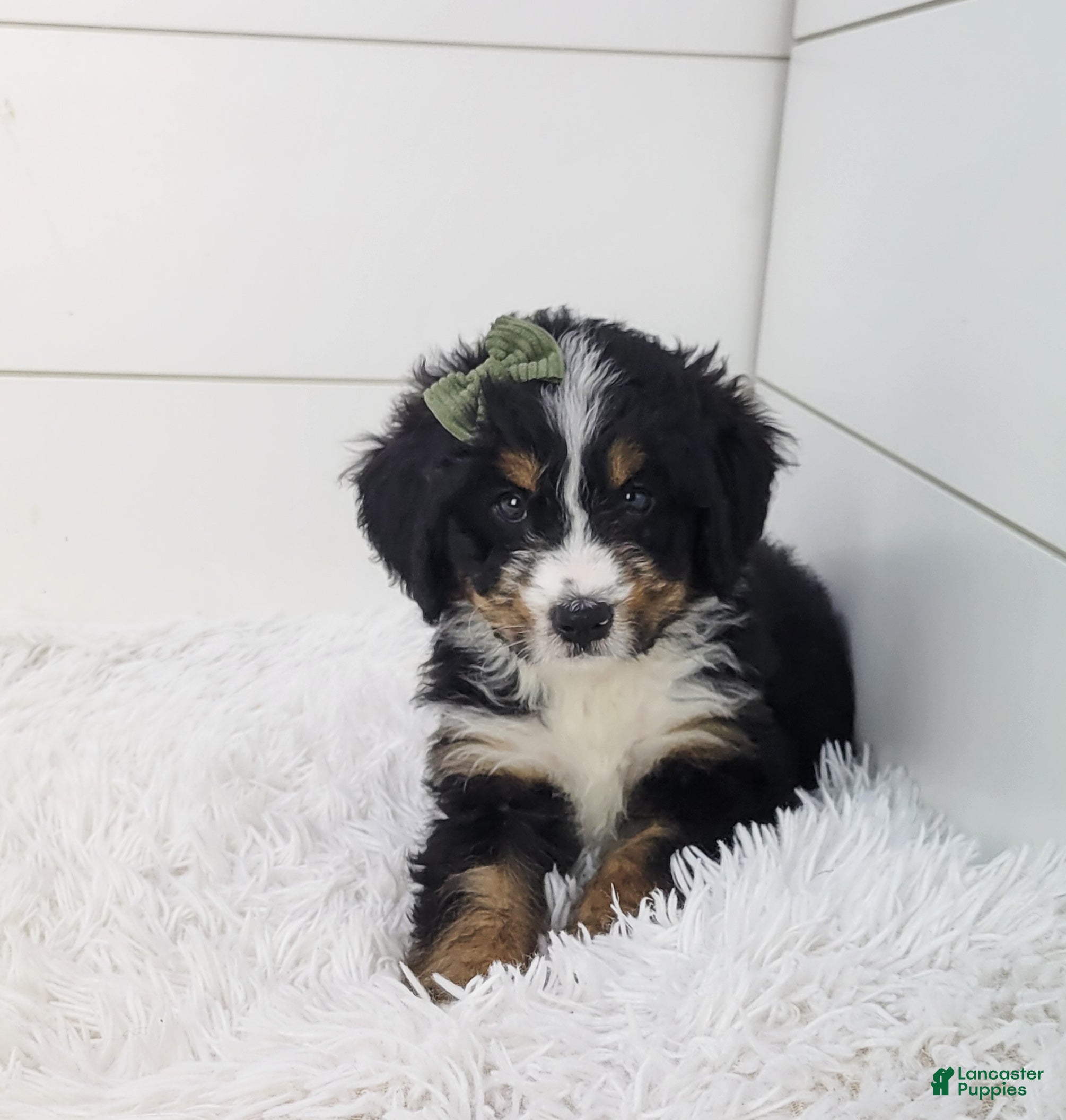 Bernedoodle dogs Bella - Ad 1