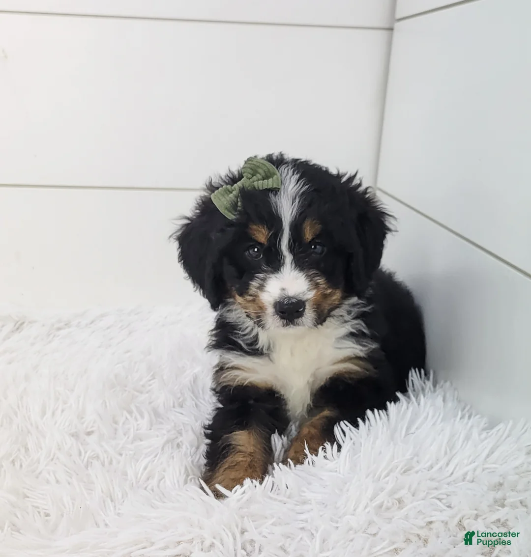 Bernedoodle dogs for sale: Bella - Ad 1